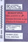 Etikette zu Melanotus hausschweisi (Platia & Schimmel, 2001) (NHMW-ZOO-COL-0007643)
